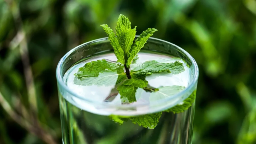 Fresh Mint Puns That Instantly Cool Your Humor